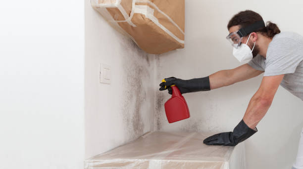 Basement Mold Remediation treatment on basement walls in Magnolia