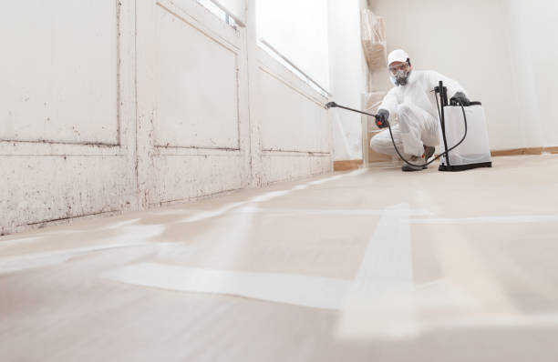 Black mold remediation team in Magnolia