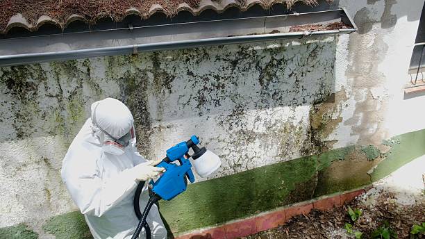 Mold Removal service in Magnolia